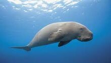 Dugong