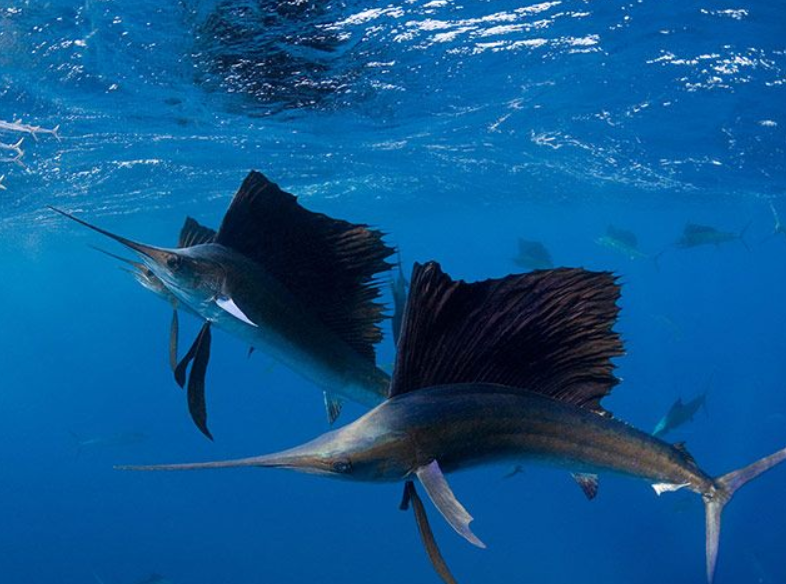 Малек голубого марлина. Рыба парусник малек. Atlantic Sailfish. Atlantic Sailfish - Istiophorus albicans.