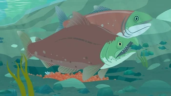 Sockeye Salmon | Wild Kratts Wiki | Fandom