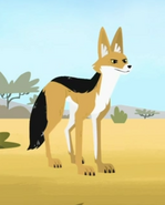 Black-backed Jackal (Lupulella mesomelas)