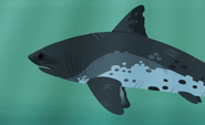 Salmon shark (Lamna ditropis)