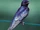 Purple Martin