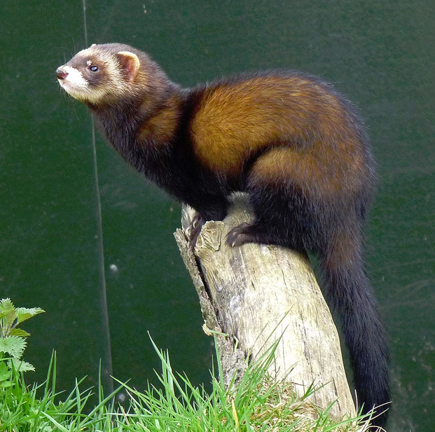 European hot sale polecat ferret