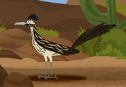 Greater Roadrunner (Geococcyx californianus)