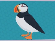 Atlantic Puffin (Fratercula arctica)