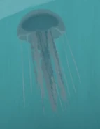 Atlantic Sea Nettle (Chrysaora quinquecirrha)