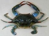 Blue Crab