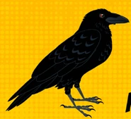 Northern Raven (Corvus corax)
