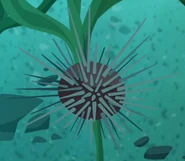 SeaUrchin.png (559 KB) Atlantic Purple Sea Urchin (Arbacia punctulata)