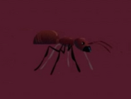 Chinese Ant