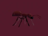 Chinese Ant.png (46 KB) Black-brown Lift-bellied Ant (Crematogaster rogenhoferi)