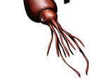 Colossal Squid