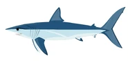 Shortfin Mako Shark (Isurus oxyrinchus)