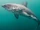 Salmon Shark