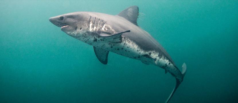 Salmon Shark Fishing, Alaska Other Species Articles