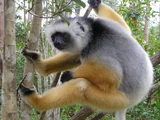 Diademed Sifaka