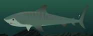 Tiger shark (Galeocerdo cuvier)