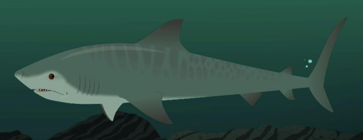 Tiger Shark, Wild Kratts Wiki