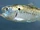 Gulf Menhaden