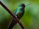 Emerald-chinned Hummingbird