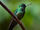 Emerald-chinned Hummingbird