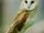 Barn Owl