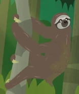 Brown-throated Sloth (Bradypus variegatus tajapoensis)