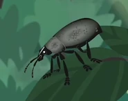 Dusky Barkling Beetle (Eleodes obscura))