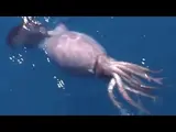 Colossal Squid