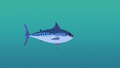 Frigate Mackerel.png (562 KB) Frigate Mackerel