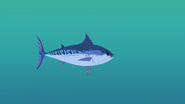 Frigate tuna (Auxis thazard)