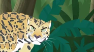 …because a jaguar wants to eat them!