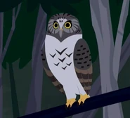 Powerful Owl (Ninox strenua)