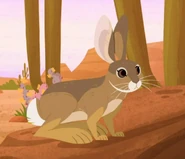 Desert Cottontail (Sylvilagus audubonii)