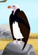 White-headed Vulture AM