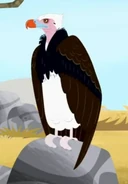 White-headed Vulture (Trigonoceps occipitalis)