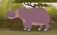 Common Hippopotamus (Hippopotamus amphibius)