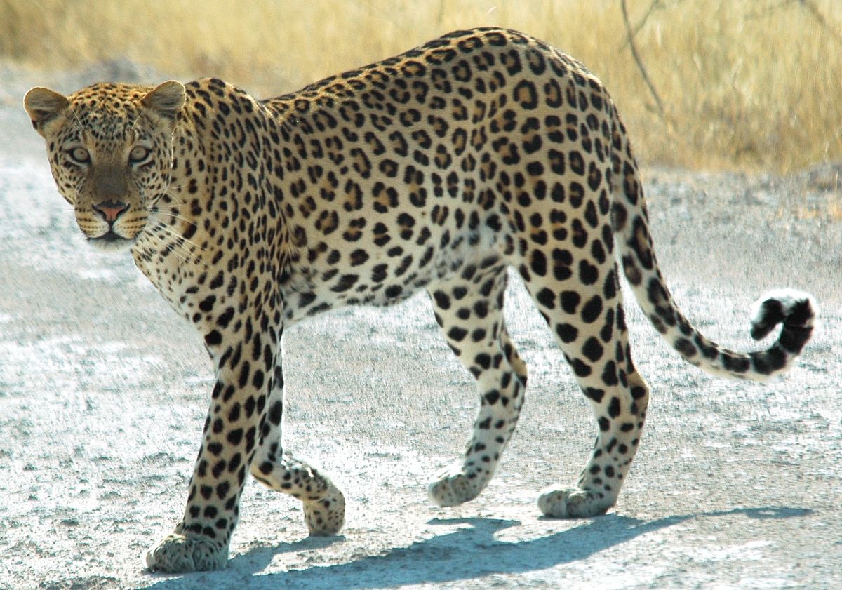 African Leopard | Wild Kratts Wiki | Fandom