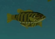 Smallmouth Bass (Micropterus dolomieu)