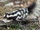 Western Spotted Skunk