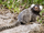 Common Marmoset