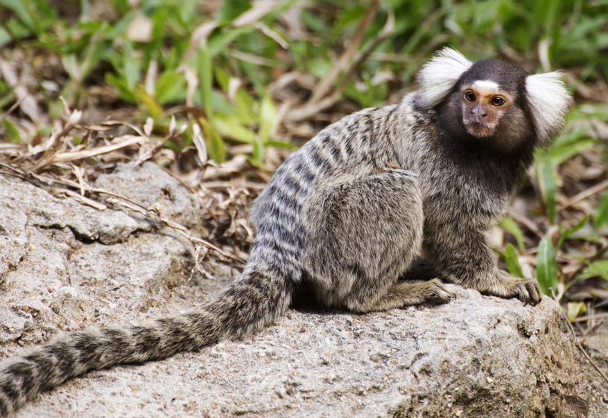 common marmoset monkey