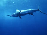 Atlantic Blue Marlin