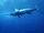 Atlantic Blue Marlin