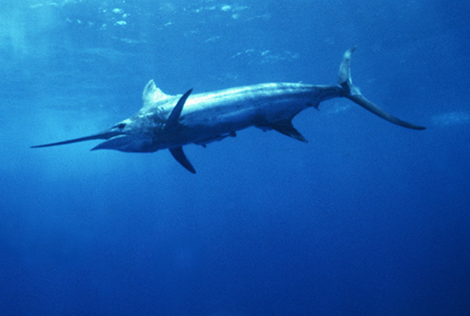 Atlantic blue marlin - Wikipedia