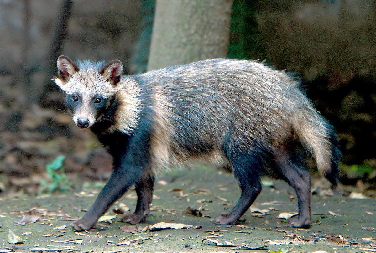 How Tall Is A Raccoon Dog