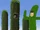 Elfis/Gallery