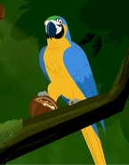 Blue-and-yellow Macaw (Ara ararauna)
