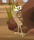 Burrowing Owl.png (276 KB) Burrowing Owl
