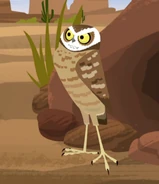 Burrowing Owl (Athene cunicularia)